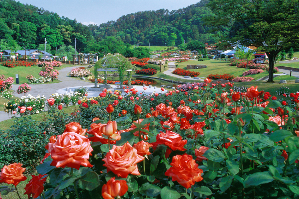 higasizawa-rose-park